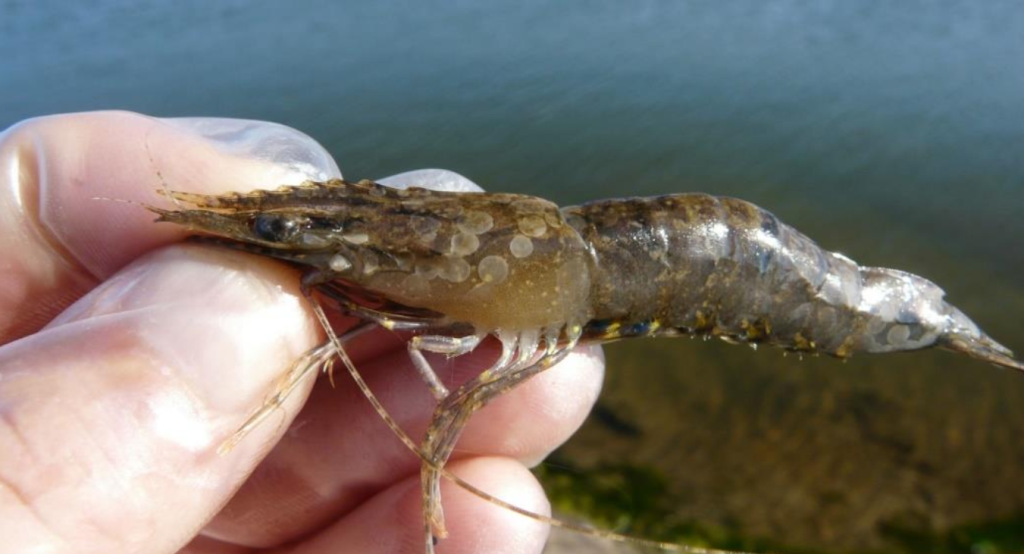 penyebab penyakit pada udang vaname