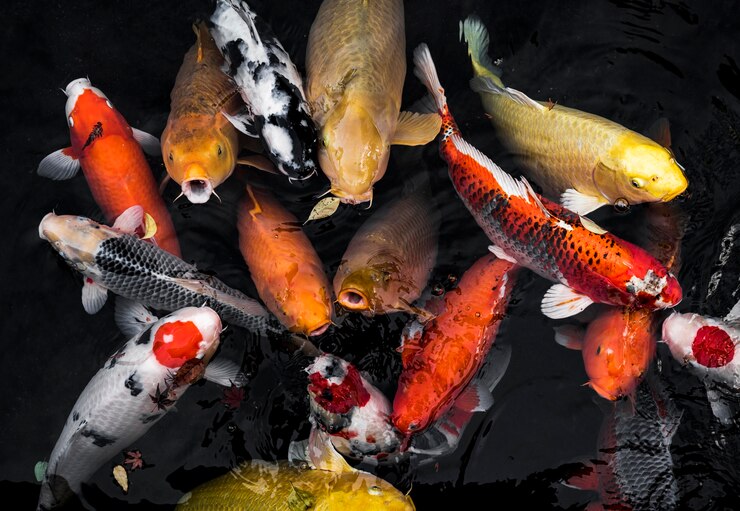 Ikan hias koi
