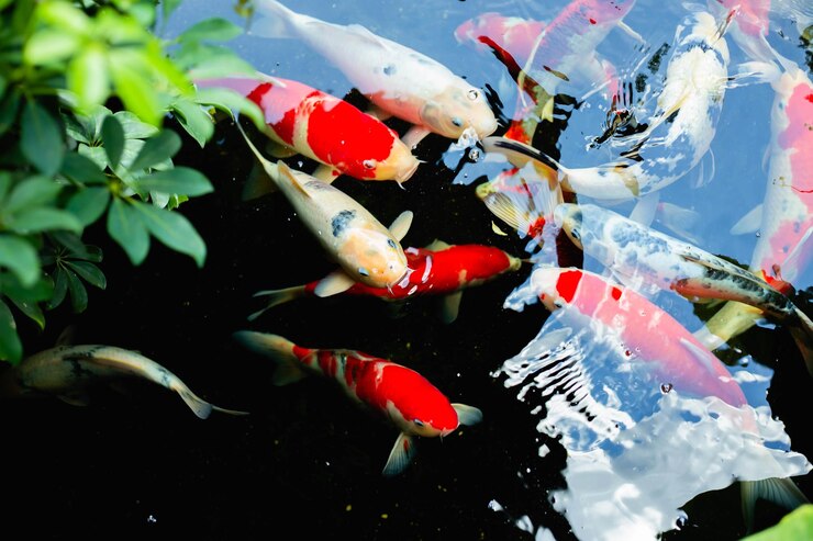 Sterilisasi Air yang Tepat untuk Budidaya Ikan Hias Koi