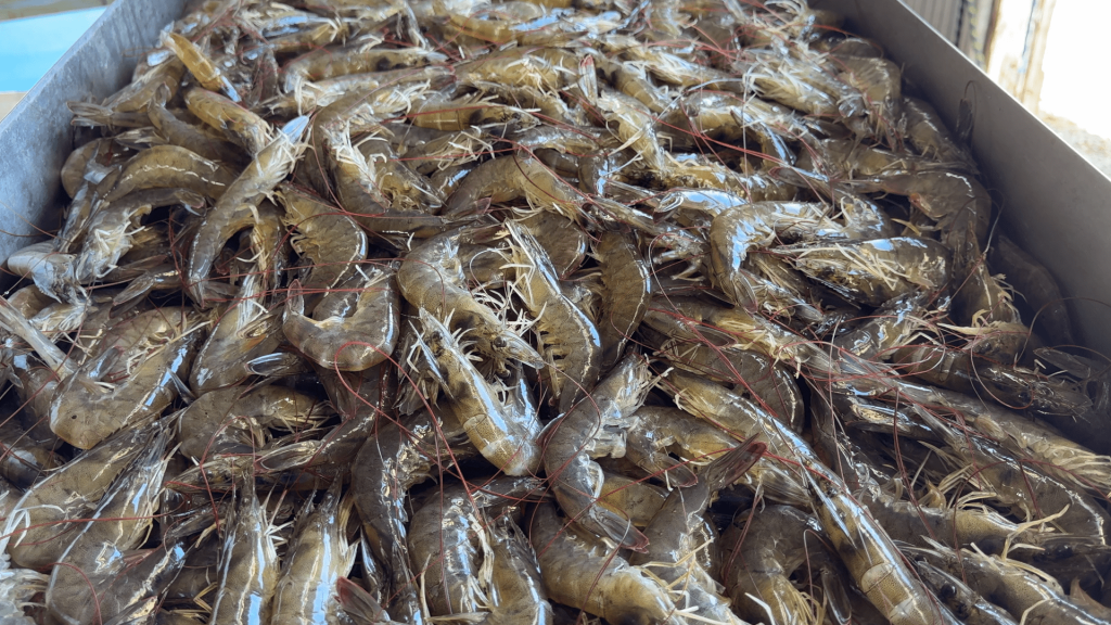 UDANG