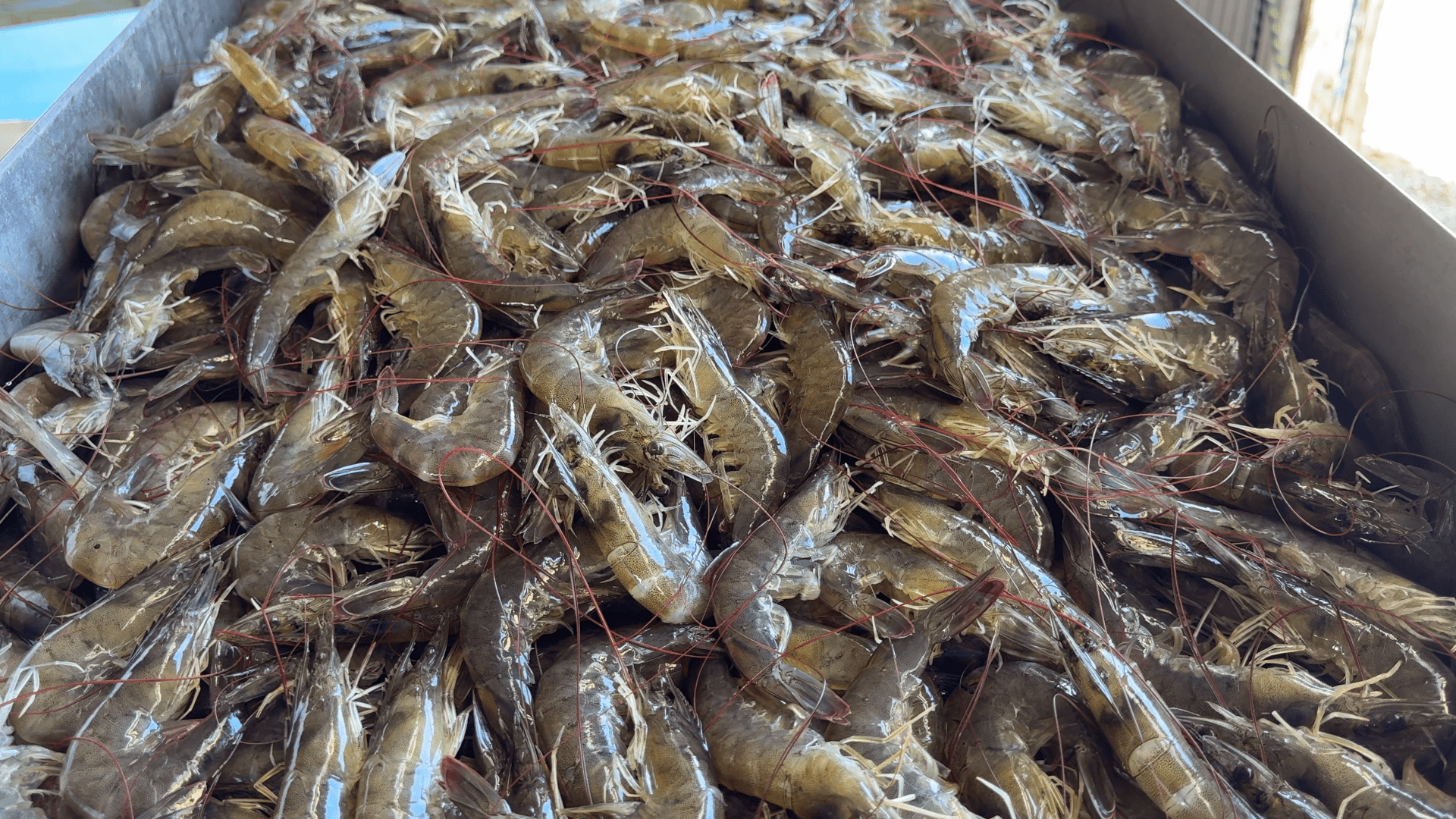 UDANG