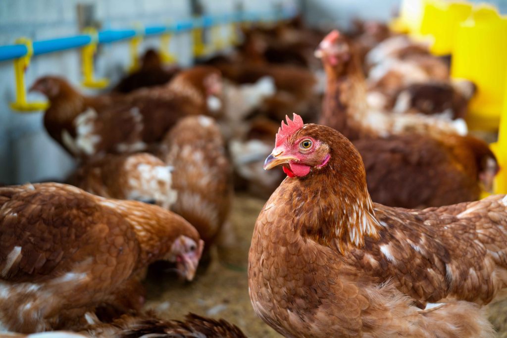 Udara Steril Pada Peternakan Ayam