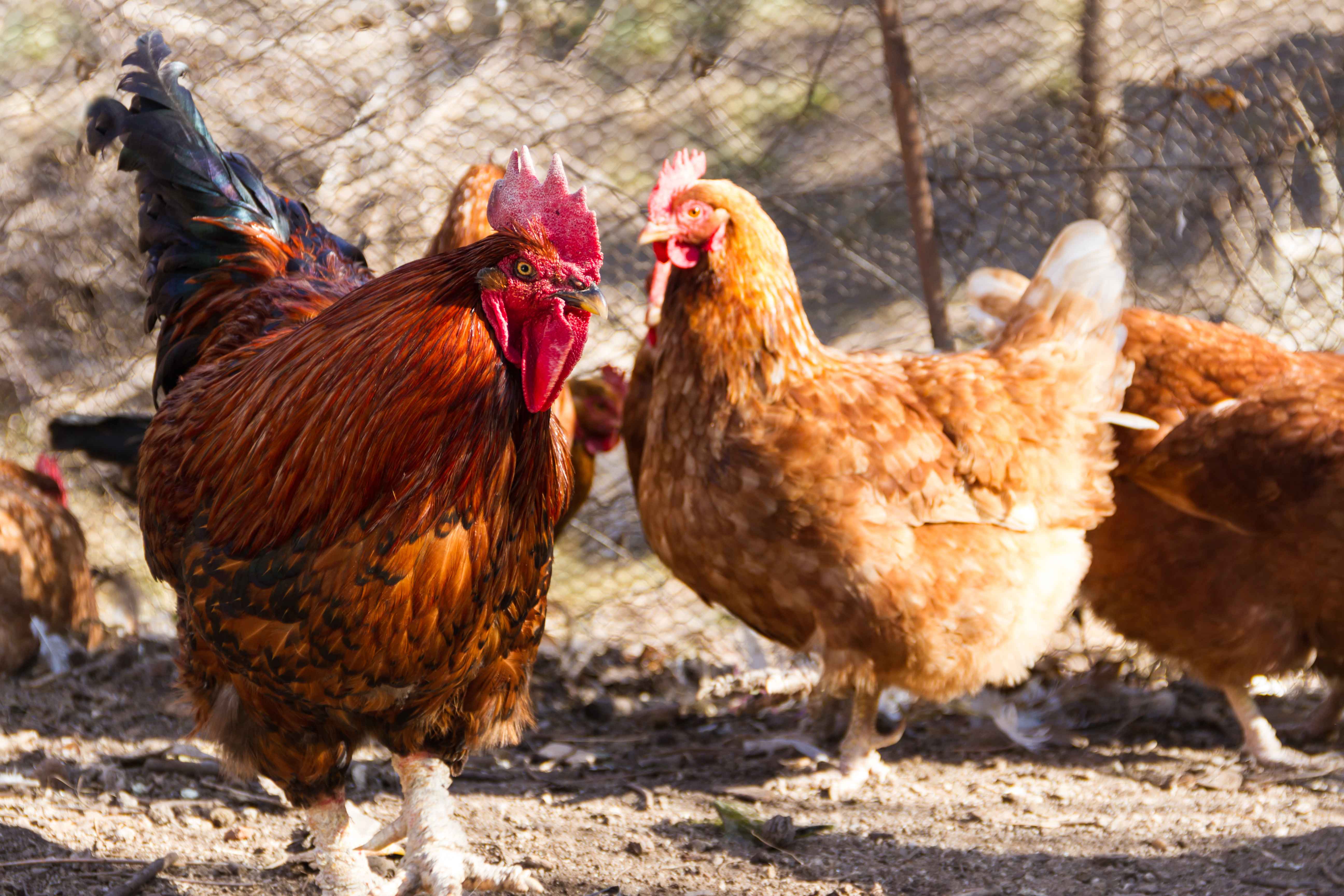 Ancaman Swollen Head Syndrom Pada Ayam