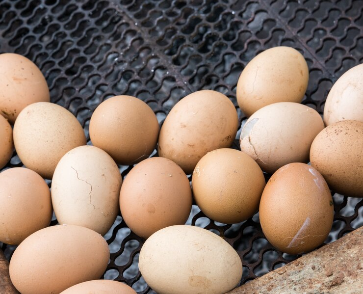 Ancaman Infectious Bronchitis Pada Telur Ayam