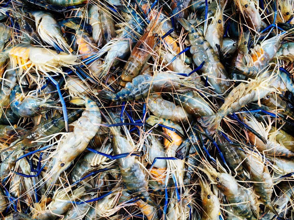 Penyakit EHP dan WFD pada udang