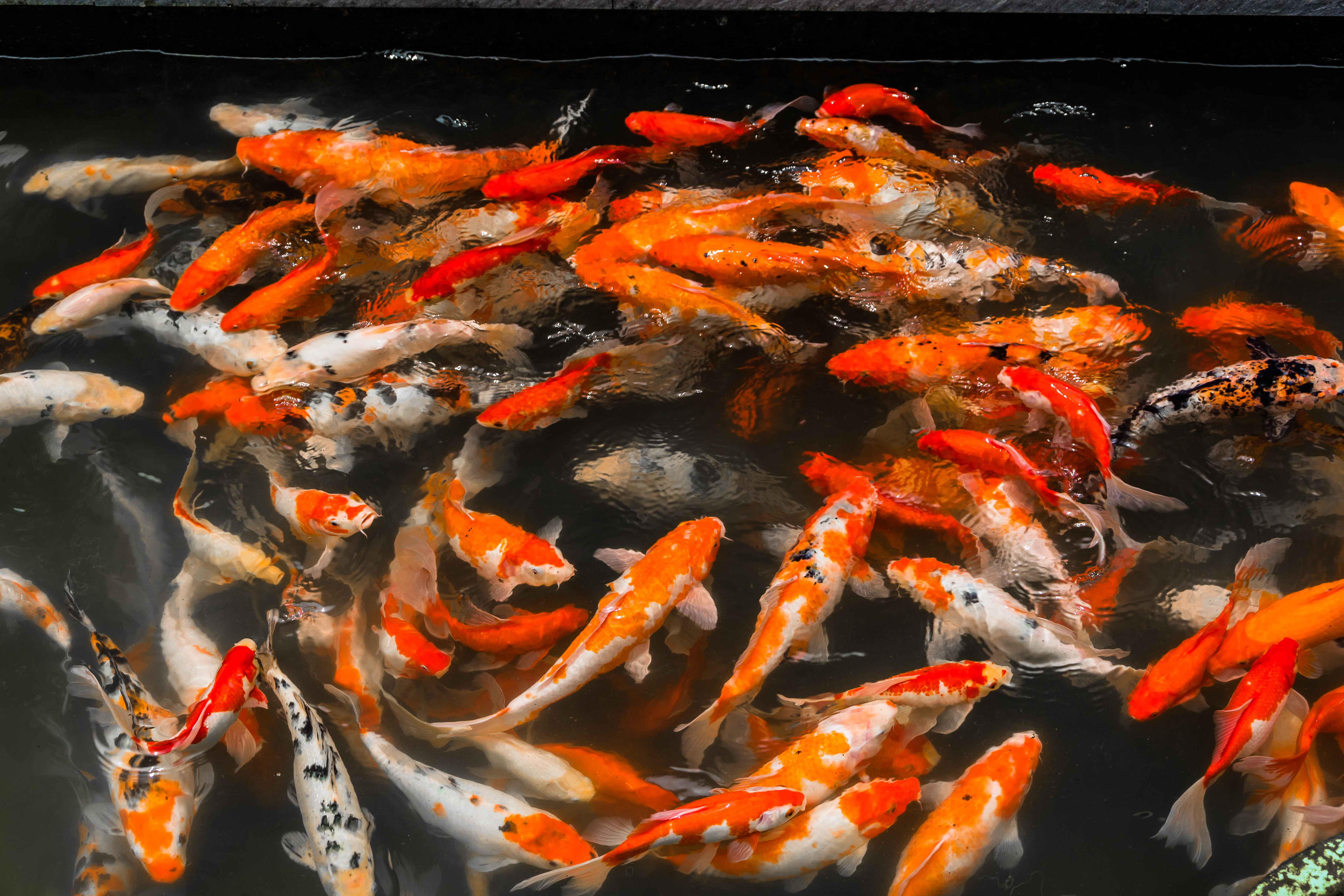 Sterilisasi air untuk ikan koi menggunakan Luminor UV C System