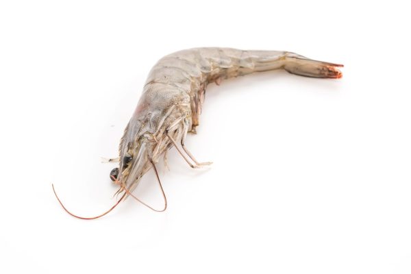 Evolusi Perjalanan Udang