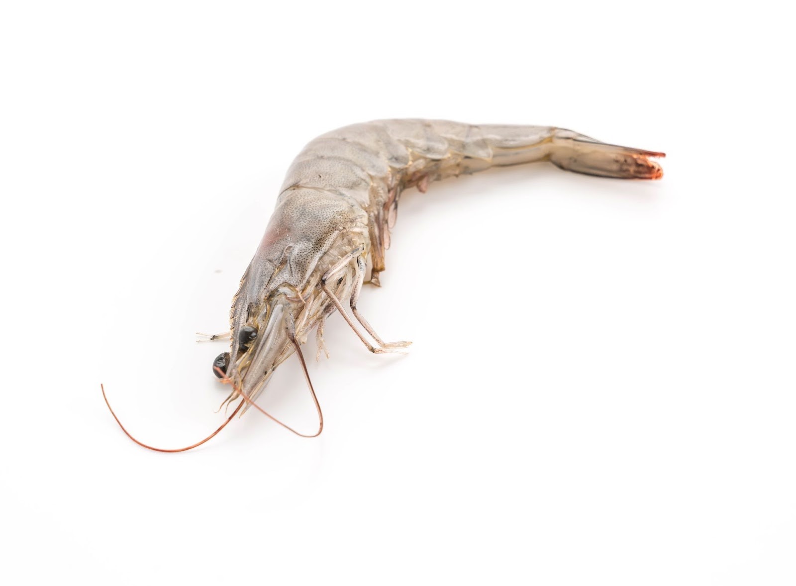 Evolusi Perjalanan Udang