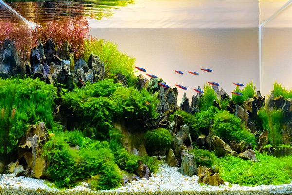 Perawatan Aquascape yang Optimal