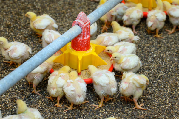 Strategi Jitu Turunkan FCR Ayam Broiler Agar Tidak Boros Pakan