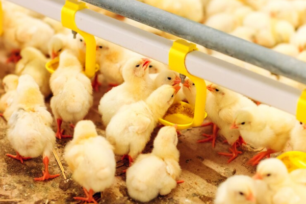 Air Minum Ayam yang Nyaman untuk Produktivitas Meningkat