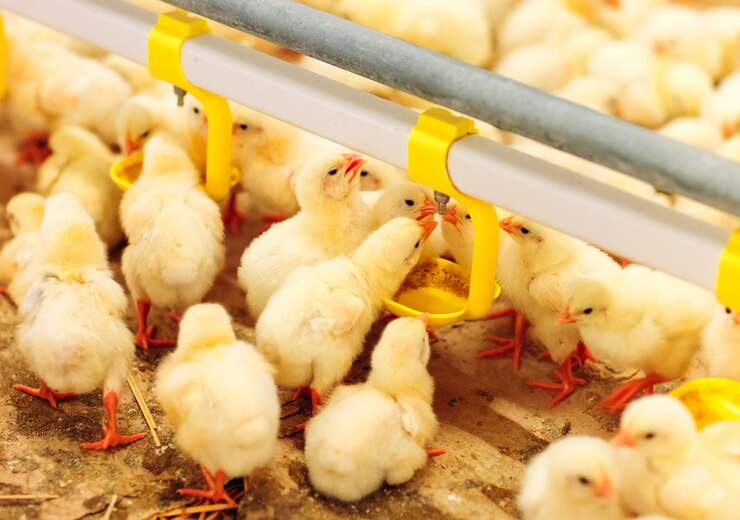 Air Minum Ayam yang Nyaman untuk Produktivitas Meningkat