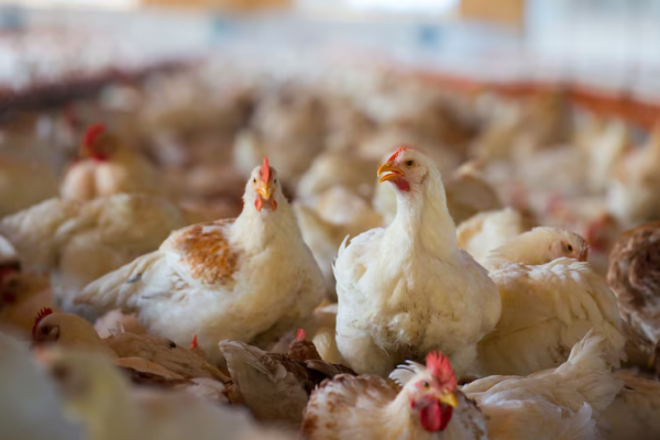 kaki kering ayam