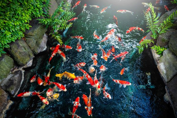 Kunci Perawatan Kolam Ikan Koi dan Arowana Bernilai Tinggi