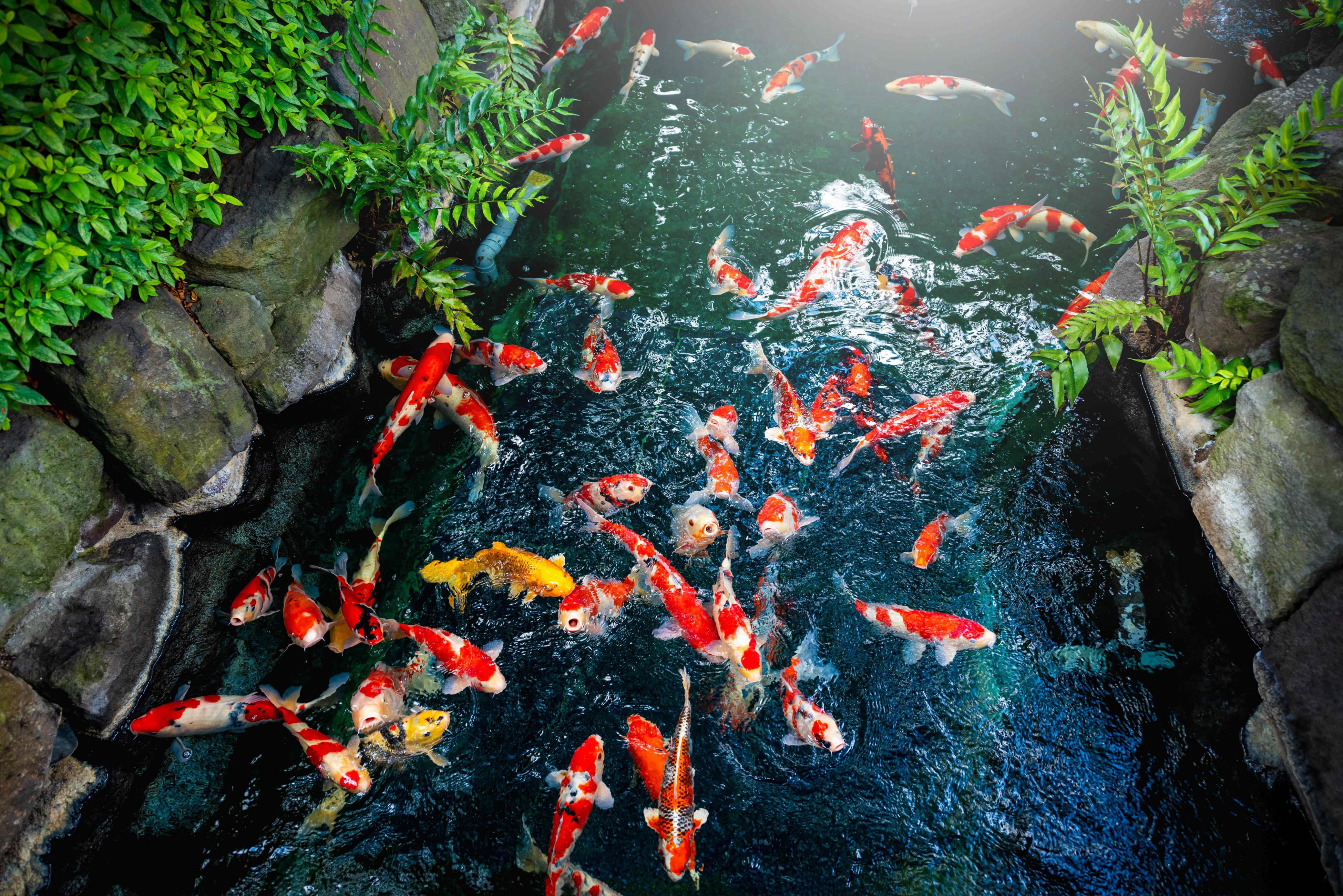 Kunci Perawatan Kolam Ikan Koi dan Arowana Bernilai Tinggi