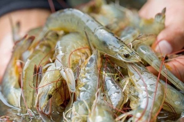 Cegah Penyakit IMNV Pada Udang dengan UVC ULTRAAQUA