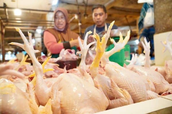 penyebab produksi ayam turun jelang lebaran
