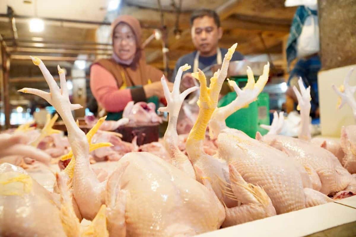 penyebab produksi ayam turun jelang lebaran
